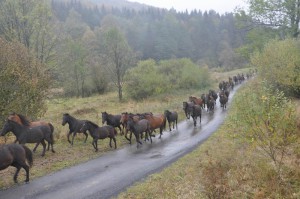 spęd koni 2015 konie